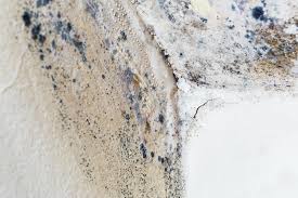 Trusted West Milton, OH Mold Removal & Remediation Experts